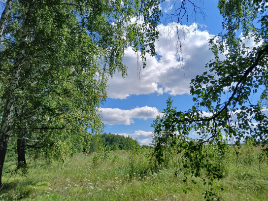 В лес за ягодой