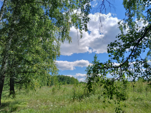 В лес за ягодой